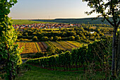 Wine town of Nordheim am Main in the midst of the vineyards on the Volkacher Mainschleife, Unterfanken, Bavaria, Germany