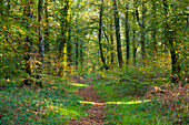 Einsamer Pfad durch den Wald von Cerisy zur Herbstzeit, Normandie, Frankreich