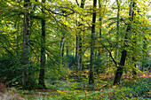 Beeches in Cerisy forest at autumn time, evening light