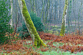 Moosbewachsene alte Buche im Wald von Cerisy südlich von Bayeux im Calvados, Normandie, Frankreich