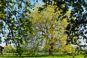 Old plane tree behind an avenue of oaks in front of a chateau in Calvados, Normandy