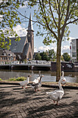 Geese at the canals of Leiden, province of Zuid-Holland, The Netherlands, Europe