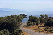 Unterwegs am Zedernweg 'Chemin des Cèdres', Bonnieux, Luberon, Vaucluse, Provence-Alpes-Côte d'Azur, Frankreich