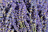 Lavendelblüte, close-up, Vaucluse, Provence-Alpes-Côte d'Azur, Frankreich
