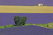 Lavendelfelder in Sault, Vaucluse, Provence-Alpes-Côte d'Azur, Frankreich