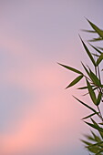 Bamboo bush, Crillon-le-Brave, Vaucluse, Provence-Alpes-Côte d&#39;Azur, France