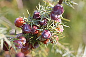 Zweig mit Früchten, Wachholder, Entrechaux, Vaucluse, Provence-Alpes-Côte d'Azur, Frankreich