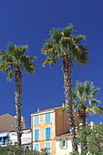 Palm trees and houses on the Quai Charles de Gaulle, Bandol, Var, Provence-Alpes-Côte d'Azur, France