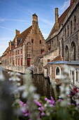 Old town buildings along a canal viewed through flowers, Bruges, West Flanders, Belgium, Europe
