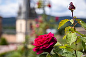 Detail of a red rose with a church tower behind, Gemünden am Main, Spessart-Mainland, Franconia, Bavaria, Germany, Europe