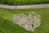 Aerial view of a heart-shaped flock of sheep in the Altmühltal (confession: a handful of sheep were digitally herded into position), Dollnstein, Franconia, Bavaria, Germany