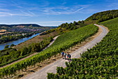 Vier Wanderer auf einem Weg durch die Weinberge entlang dem Main, Veitshöchheim, Franken, Bayern, Deutschland, Europa