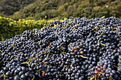 Harvested grapes, mallow, Ardeche, France, Europe