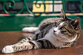Faule Katze chillt auf einem Tisch, Burano, Venedig, Italien, Europa