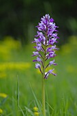 Helmeted orchid, Helmeted orchid, Orchis militaris