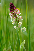 Burnt Orchid, Orchis ustulata