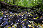 The Eisgraben in the Eisgraben natural forest reserve near Hausen in der Rhön, Rhön Biosphere Reserve, Lower Franconia, Franconia, Bavaria, Germany