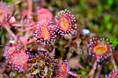 Sonnentau, Rundblättrige Sonnentau Drosera rotundifolia