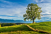 Baum auf der Aidlinger Höhe im Oktober, Aidling, Murnau, Bayern, Deutschland, Europa