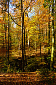 Landscape Park Bettenburg in the Haßberge Nature Park near Hofheim i. Ufr, Hassberge Nature Park, Lower Franconia, Bavaria, Germany