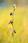 Bienen-Ragwurz, Bienenragwurz, Ophrys apifera,