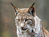 Eurasischer Luchs, Lynx lynx, Nordluchs, Luchs