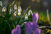 Lesser snowdrop, Galanthus nivalis