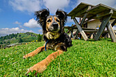 Dog in front of table and bench looks into the distance, Rifugio Boz, Belluneser Höhenweg, Dolomites, Veneto, Veneto, Italy