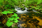 Kleine Ohe flows through forest, Kleine Ohe, Bavarian Forest National Park, Bavarian Forest, Lower Bavaria, Bavaria, Germany