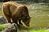 Brown bear stands by the water, Ursus arctos, Bavarian Forest National Park, animal enclosure, Bavarian Forest, Lower Bavaria, Bavaria, Germany