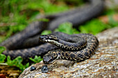 Two adders in the mating season, Vipera berus, Bavarian Forest National Park, animal enclosure, Bavarian Forest, Lower Bavaria, Bavaria, Germany