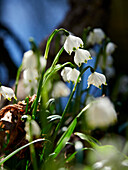 Märzenbecher, Frühlings-Knotenblume, Leucojum vernum