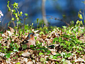 Chaffinch, Fringilla coelebs