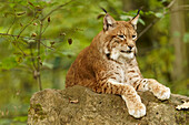 Eurasischer Luchs, Nordluchs, Lynx lynx, Luchs