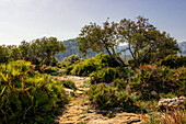 Wanderweg in den Bergen von Pollenca, Serra de Tramuntana, Nordküste, Mallorca, Spanien