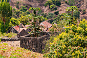Einfache Steinhäuser, Papaya-Bäume und Sträucher in einem Bergtal auf Santiago, Kapverdische Inseln