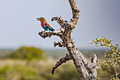 Bunter Gabelracke Vogel auf einem Ast in der Steppe vom Etosha Nationalpark in Namibia, Afrika