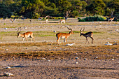 A small herd of springbok and antelope in the savannah of Etosha National Park in Namiba, Africa