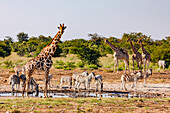 Eine Gruppe von Zebras und Giraffen treffen sich an einer Wasserstelle zum Trinken, Etosha Nationalpark, Namibia, Afrika