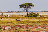 Eine markante Oryx Antilope mit langen Hörnern im Grasland der Savanne des Etosha Nationalpark im Norden von Namibia, Afrika