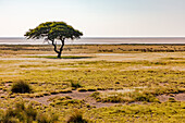 Ein einzelner Akazien Baum in der trockenen Savanne an der Salzpfanne im Etosha Nationalpark in Namibia, Afrika