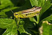 Grasshoppers are still very common in Germany