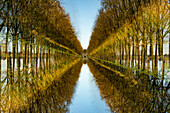 Poplar trees lining a canal in rural Flanders, Belgium.