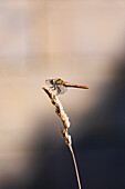 Dragonfly perched atop a grass stem.