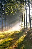 Aufgehende Sonne scheint durch den Morgennebel auf den Feldern in der Nähe von Brügge, Belgien