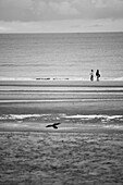 People walking and a bird flying across the sand beach of Ostend in Belgium.