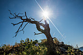 Dead tree, at Hohneck, La Bresse, Vosges, Grand Est region, Alsace-Lorraine, Vosges and Haut-Rhin departments, France