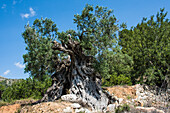 Costa Blanca, Spanien, Olivenbaum ca. 800 Jahre Alt