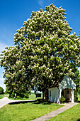 Augsburg surroundings Chestnut blossom in May, at the chapel, Bavaria, Germany.