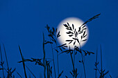 Grasses in the moonlight at Durdle Door, West Lulworth, Dorset, England